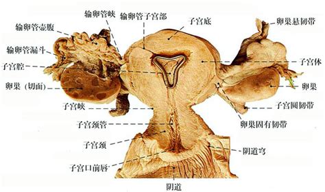 女人陰|女性生殖结构：